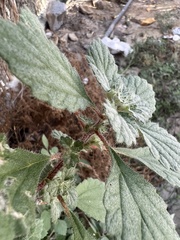 Forsskaolea tenacissima