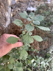 Forsskaolea tenacissima