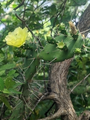 Opuntia caracassana