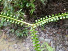 Gleicheniaceae