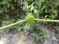 Gleicheniaceae
