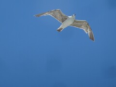Larus michahellis