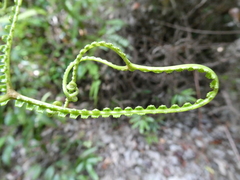 Gleicheniaceae
