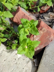 Stellaria media