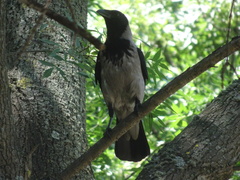 Corvus cornix