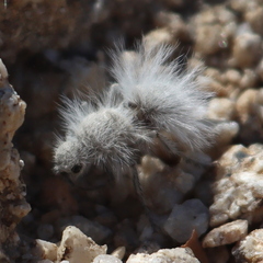 Dasymutilla gloriosa