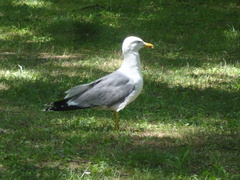 Larus michahellis