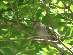Passer domesticus