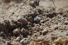 Dasymutilla gloriosa