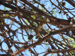 Microspingus torquatus