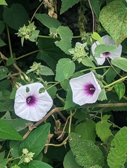 Ipomoea batatas