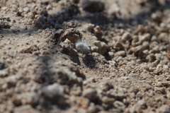 Dasymutilla gloriosa