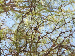 Microspingus torquatus