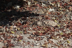 Callisaurus draconoides