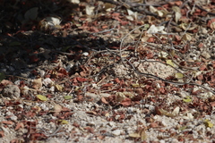 Callisaurus draconoides