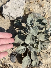 Chrozophora tinctoria