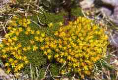 Saxifraga saginoides