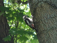 Dendrocopos syriacus