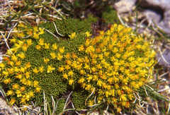 Saxifraga saginoides