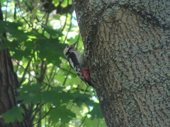 Dendrocopos syriacus