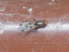 Geomyza tripunctata