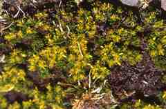 Saxifraga saginoides