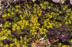 Saxifraga saginoides