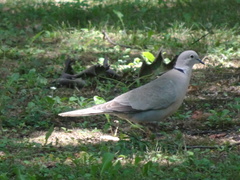 Streptopelia decaocto