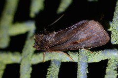 Austramathes purpurea