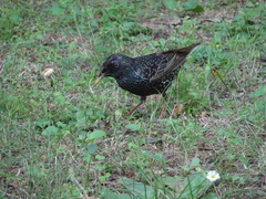 Sturnus vulgaris
