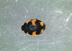 Ceratomegilla alpina