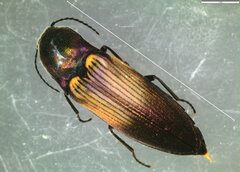 Ctenicera cuprea