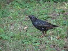 Sturnus vulgaris