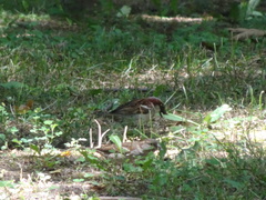 Passer domesticus