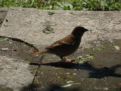 Passer montanus