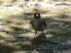 Carduelis carduelis