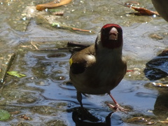 Carduelis carduelis