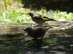 Carduelis carduelis