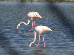 Phoenicopterus roseus