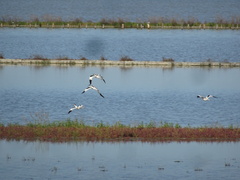 Recurvirostra avosetta