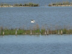 Hydrocoloeus minutus