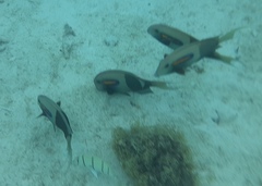 Acanthurus olivaceus