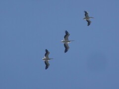 Pelecanus onocrotalus