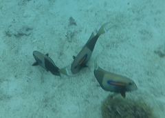 Acanthurus olivaceus
