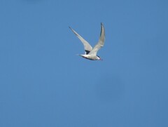 Sterna hirundo