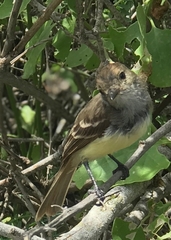 Myiarchus magnirostris