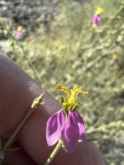 Zygophyllum indicum