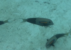 Acanthurus olivaceus