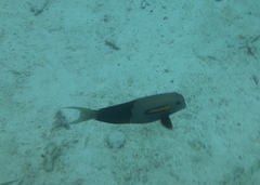 Acanthurus olivaceus