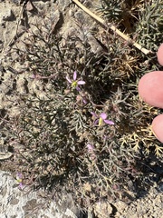 Zygophyllum indicum